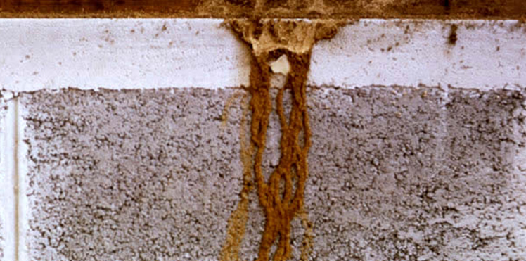 Mencegah Rayap Cara Melindungi Mebel Tua Sebelum Finishing